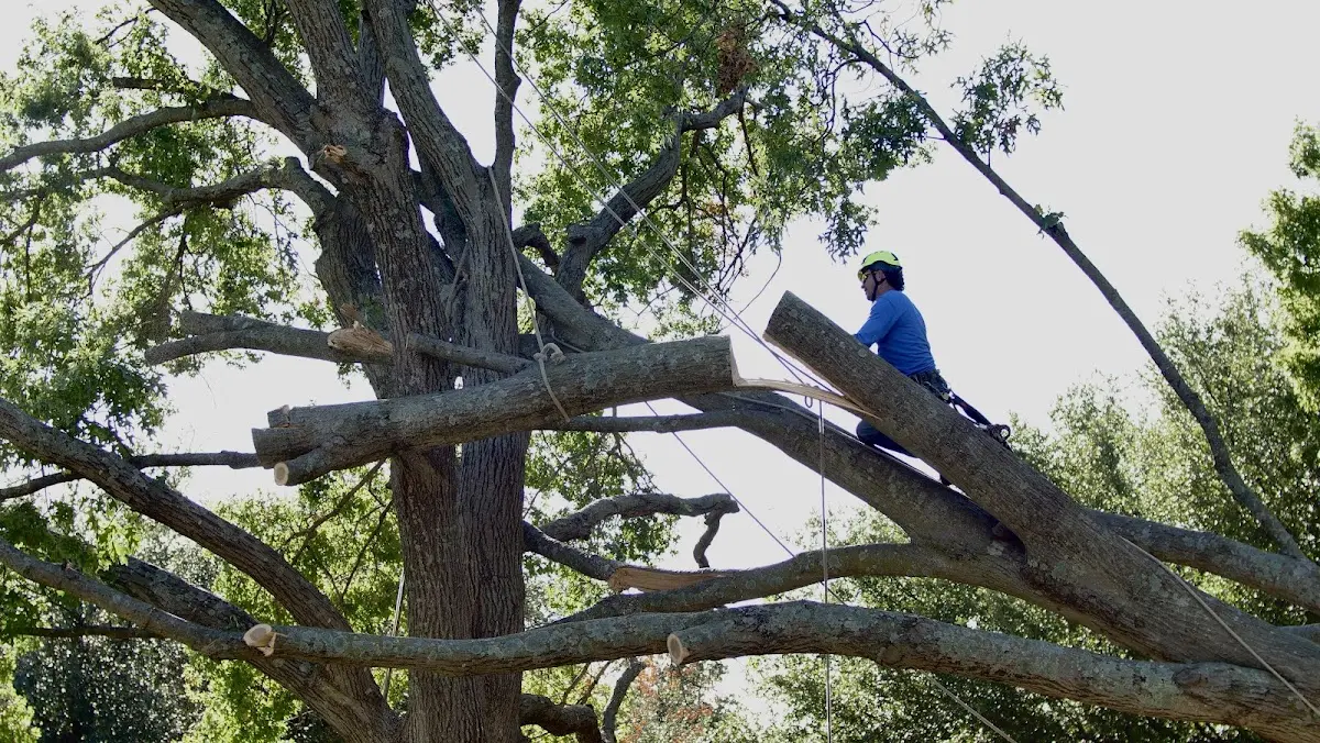 Professional Crown Thinning performed by certified arborists in Roundup